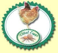Vital-Eggs Kft. Mezőhék, Villamos Biztonsági Felülvizsgálat, Villámvédelmi Felülvizsgálat